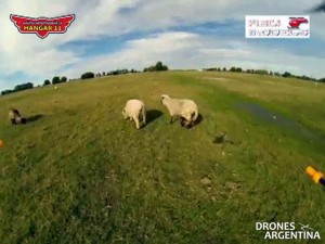El cuadricóptero platense arreando ovejas